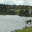 Plantas y animales de Alaska interior