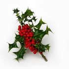 Arranjos florais com azevinho e bagas para a mesa de Natal