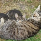 Signos de un embarazo avanzado en gatas