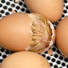 Cómo incubar huevos de gallina en tu casa 