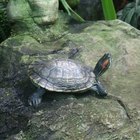 Cómo construir un estanque interior para tortugas