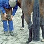 Formas naturales de fortalecer los cascos del caballo