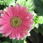 El significado de las margaritas Gerbera de color rosa