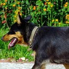 Signos de cáncer renal en perros