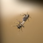 ¿Qué provoca que haya mosquitos en mi casa?