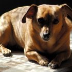 Sintomas a se observar depois que um cachorro comer uma pedra