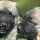 ¿Por qué les lleva tanto tiempo a los cachorros poder abrir sus ojos?
