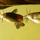 Peces comestibles de crecimiento rápido para estanques de agua dulce