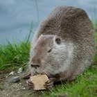 Cómo cuidar a una nutria de río