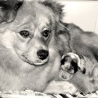 Ayudar a una perra con las contracciones durante un embarazo