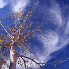 Cómo cuidar  árboles de pecan 