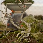 Cómo hacer que un bonsai que se está muriendo vuelva a la vida 