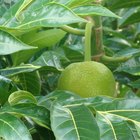 Fertilizante para árboles frutales casero