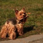 yorkie skin rash skin disorders in yorkies pets yorkie skin rash skin disorders in yorkies pets