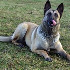 Cómo entrenar a un perro pastor belga