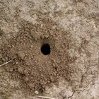 O que pode estar cavando o meu jardim durante a noite?
