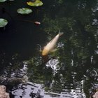 Cómo entran los peces a los estanques nuevos