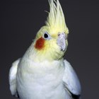Cómo enseñar a hablar a un cockatiel como mascota