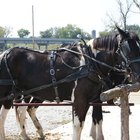 ¿Cuáles son algunas de las reglas de los Amish?