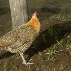 Pollo orgánico versus no orgánico