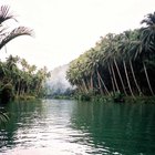 Plantas que viven en el río