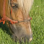 Remedios caseros para el control de las moscas sobre los caballos