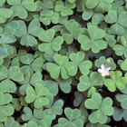 Cómo cuidar los bulbos de flores de trébol