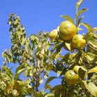 ¿Cuáles son las causas de las hojas amarillas en los limoneros?