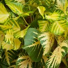 ¿Por qué las hojas de plantas de interior se vuelven amarillas?