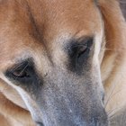 Síntomas de los ojos llorosos en un perro