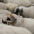 Cómo proteger a las ovejas de los depredadores