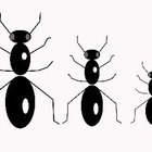 ¿Cómo se comunican las hormigas?