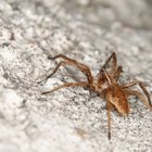 Brown Recluse Spider on white background with shadow