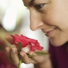 ¿Por qué las rosas desprenden olor?