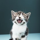 ¿Qué significa cuando los gatos maúllan mucho?