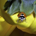 ¿Qué flores atraen a las mariquitas?