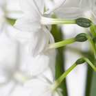 Cómo cuidar una flor de narciso sembrada en una maceta