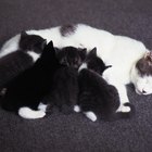 Por que gatinhos recém-nascidos morrem?