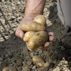 Cómo preparar papas con menos contenido de almidón