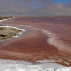 Características de las algas verdes y las plantas