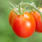 Woman cutting cherry tomato, close up