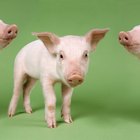 Cómo cuidar cerdos miniatura recién nacidos
