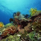 Que tipo de vegetação é encontrada em recifes de coral?