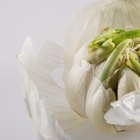 Cómo usar tallos y brotes de ajo para cocinar