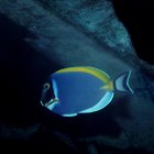 Datos interesantes sobre el  pez cirujano azul