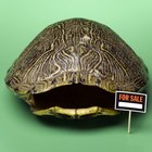 Como preservar o casco de uma tartaruga