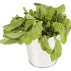Green Beans