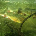 Cómo la acidez del agua afecta la fotosíntesis en las plantas acuáticas