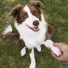 Los mejores trucos fáciles para border collie