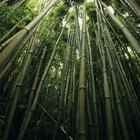 Cómo trabajar con bambú